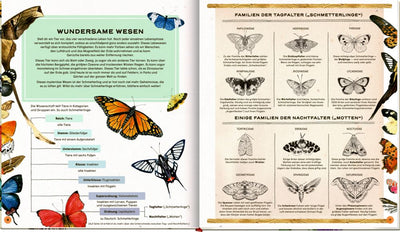 Die geheime Welt der Schmetterlinge-Ein Sachbilderbuch