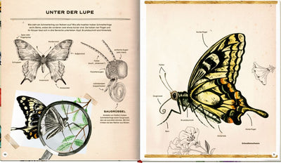 Die geheime Welt der Schmetterlinge-Ein Sachbilderbuch