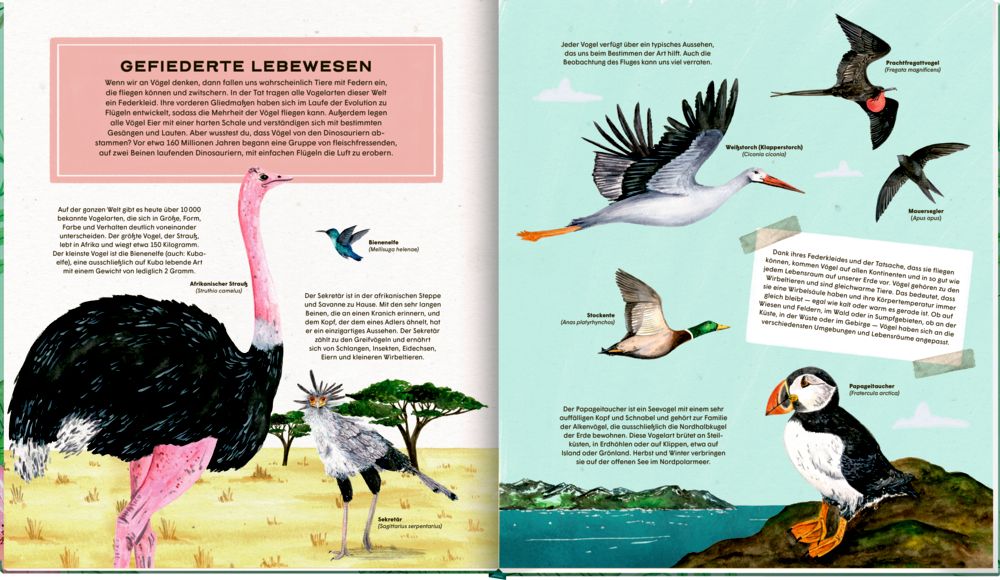 Die geheime Welt der Vögel-Ein Sachbilderbuch